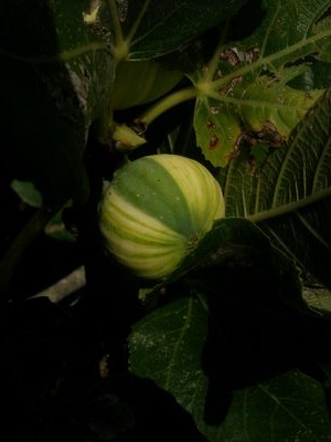 Figue courgette