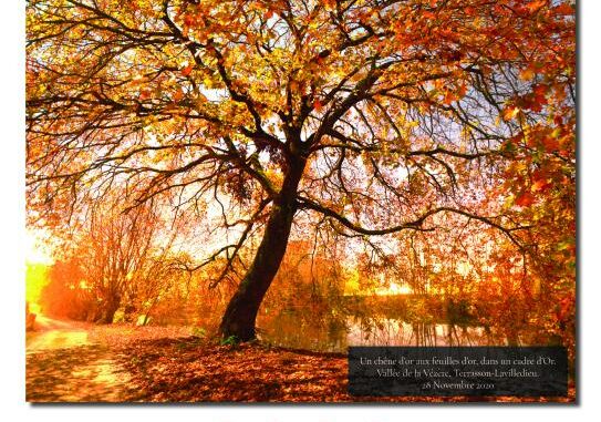 calendrier_2023_arbres_nature