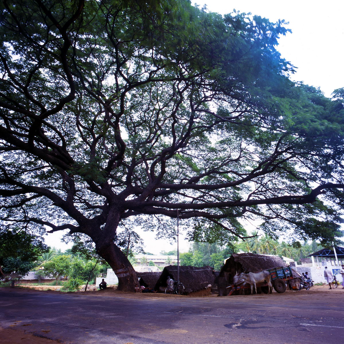 arbre_route_banghalore_mysore_inde_001