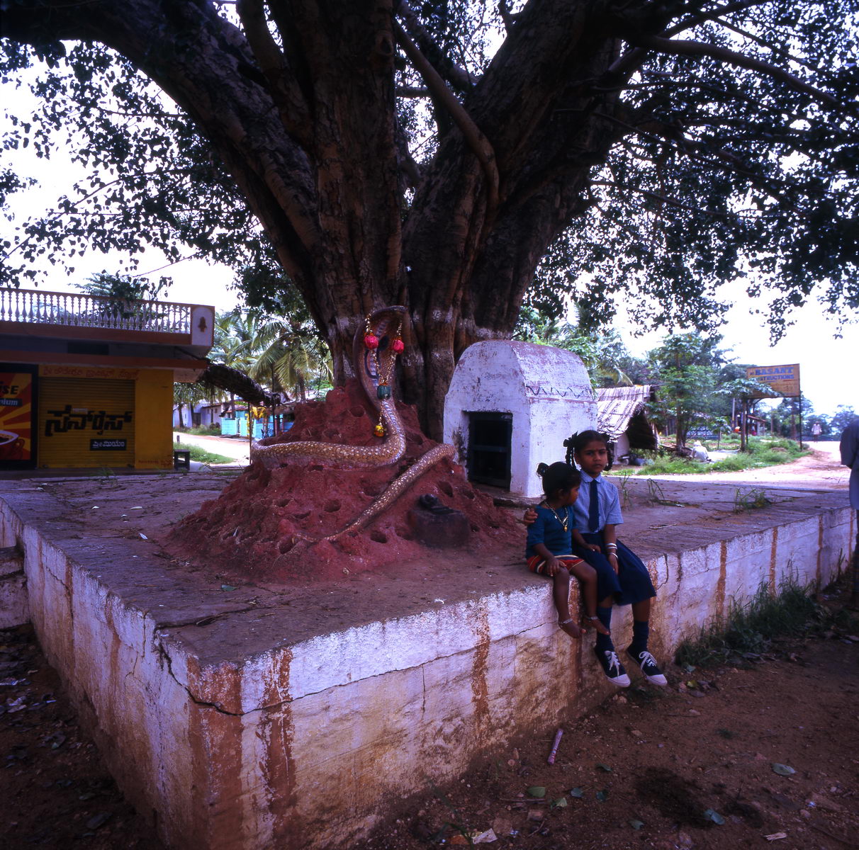 arbre_sacre_enfants_mysore_bangalore_inde