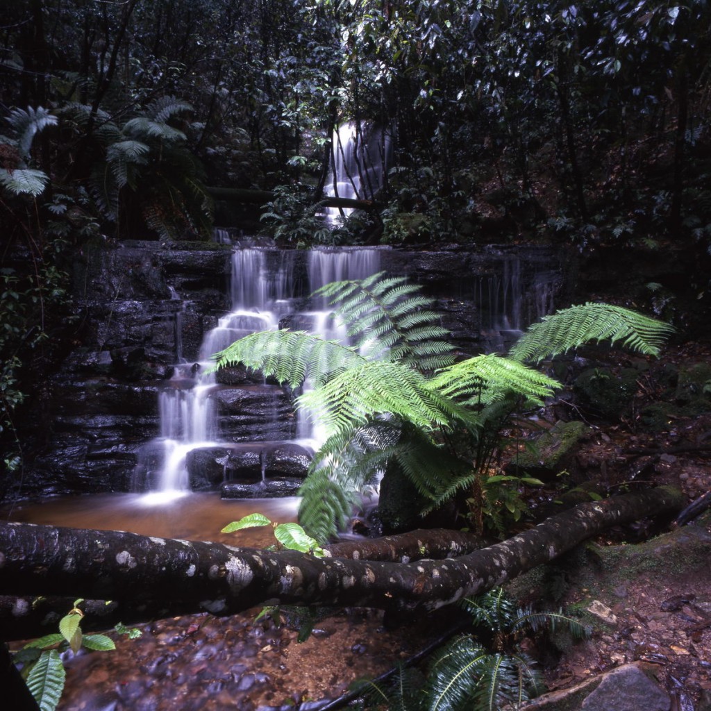 Tasmanie mountfield rainforest