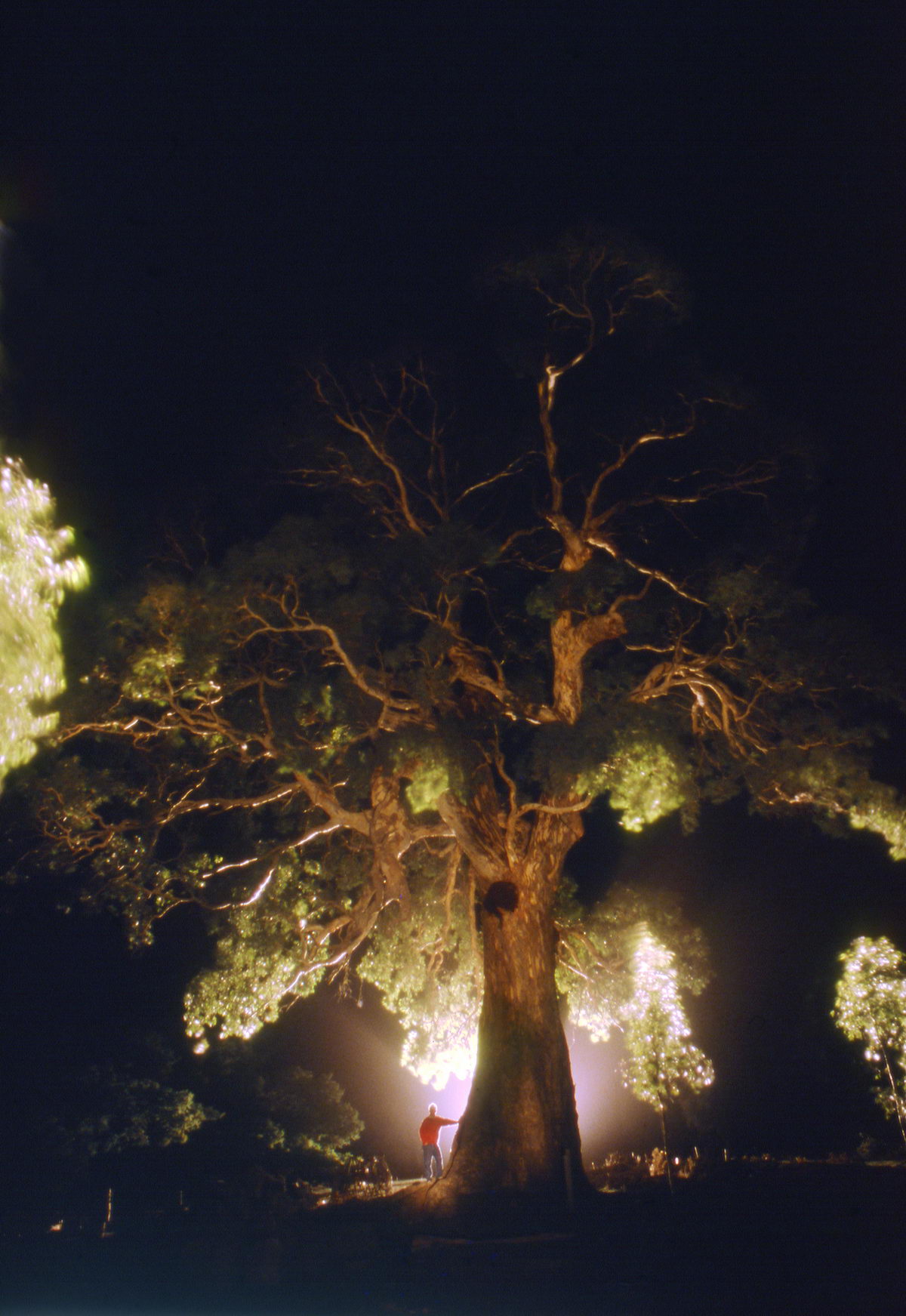 eucalyptus nocturne, victoria, Australie