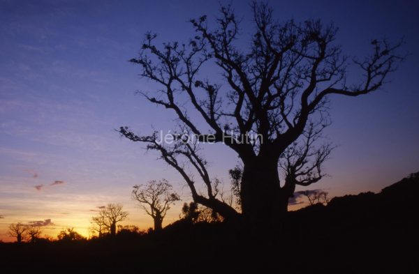 Baobab, Kimberley, Australie