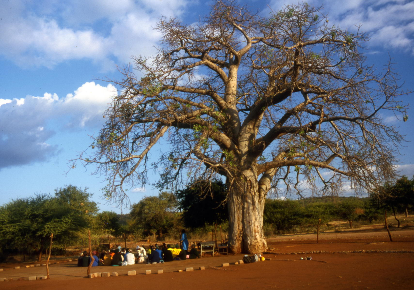 palabre sous le baobab, Afrique du Sud