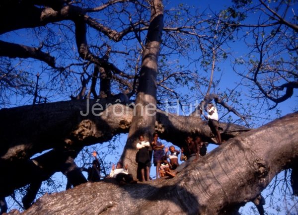 Baobab de Sagole et les enfants, Afrique du Sud