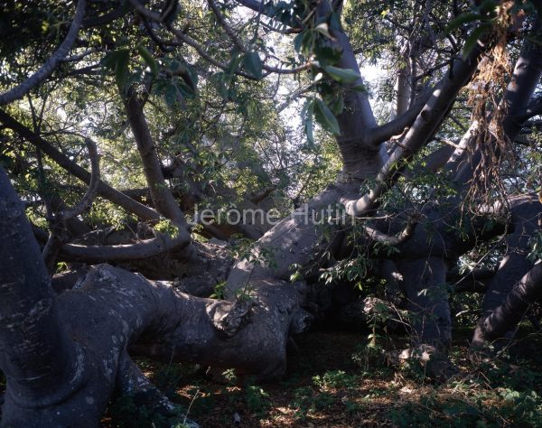 baobab glencoefarm, Afrique du Sud