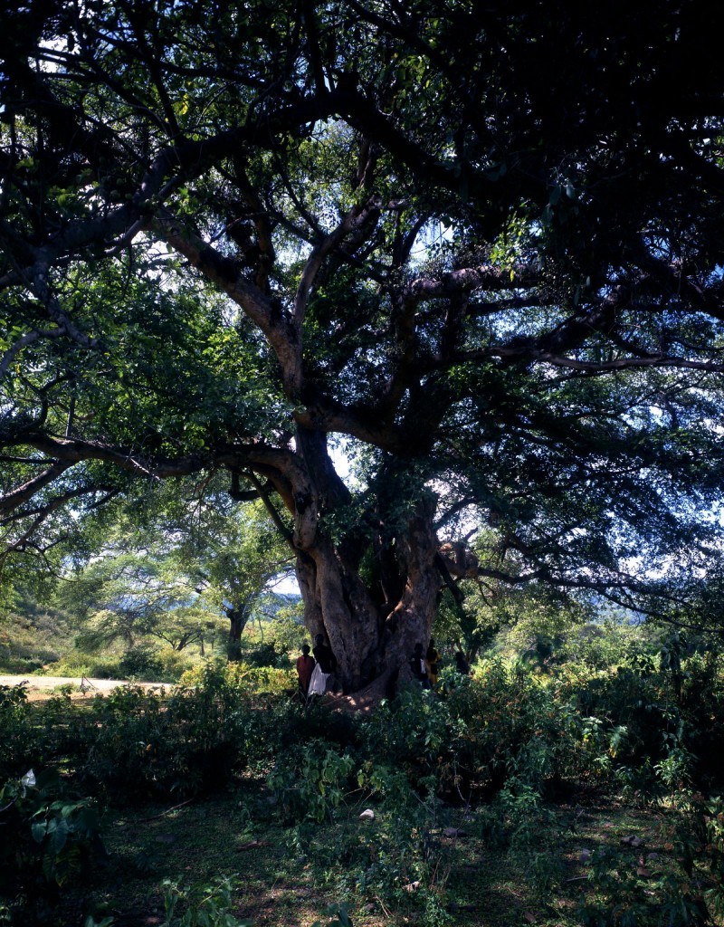 Ficus natalensis Kenya
