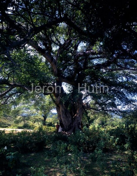Ficus natalensis Kenya