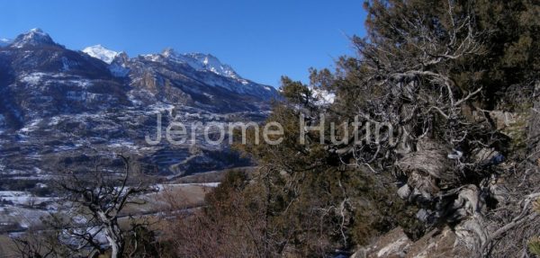 Genevriers Thuriferes à Guillestre - Hautes Alpes