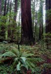 rockefellergrove_sequoia_californie_usa_003