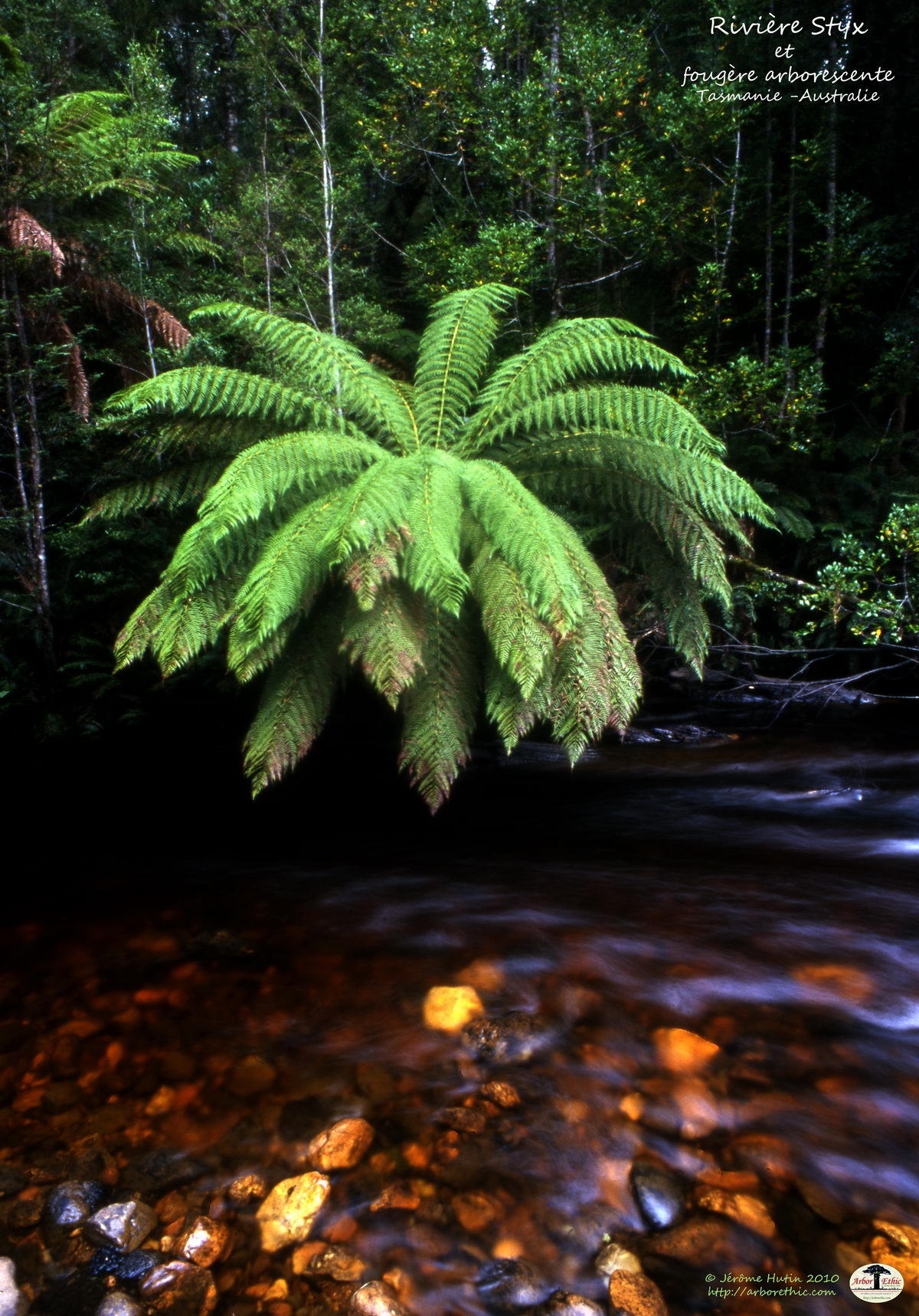 Rivière Styx et fougère arborescente, Tasmanie