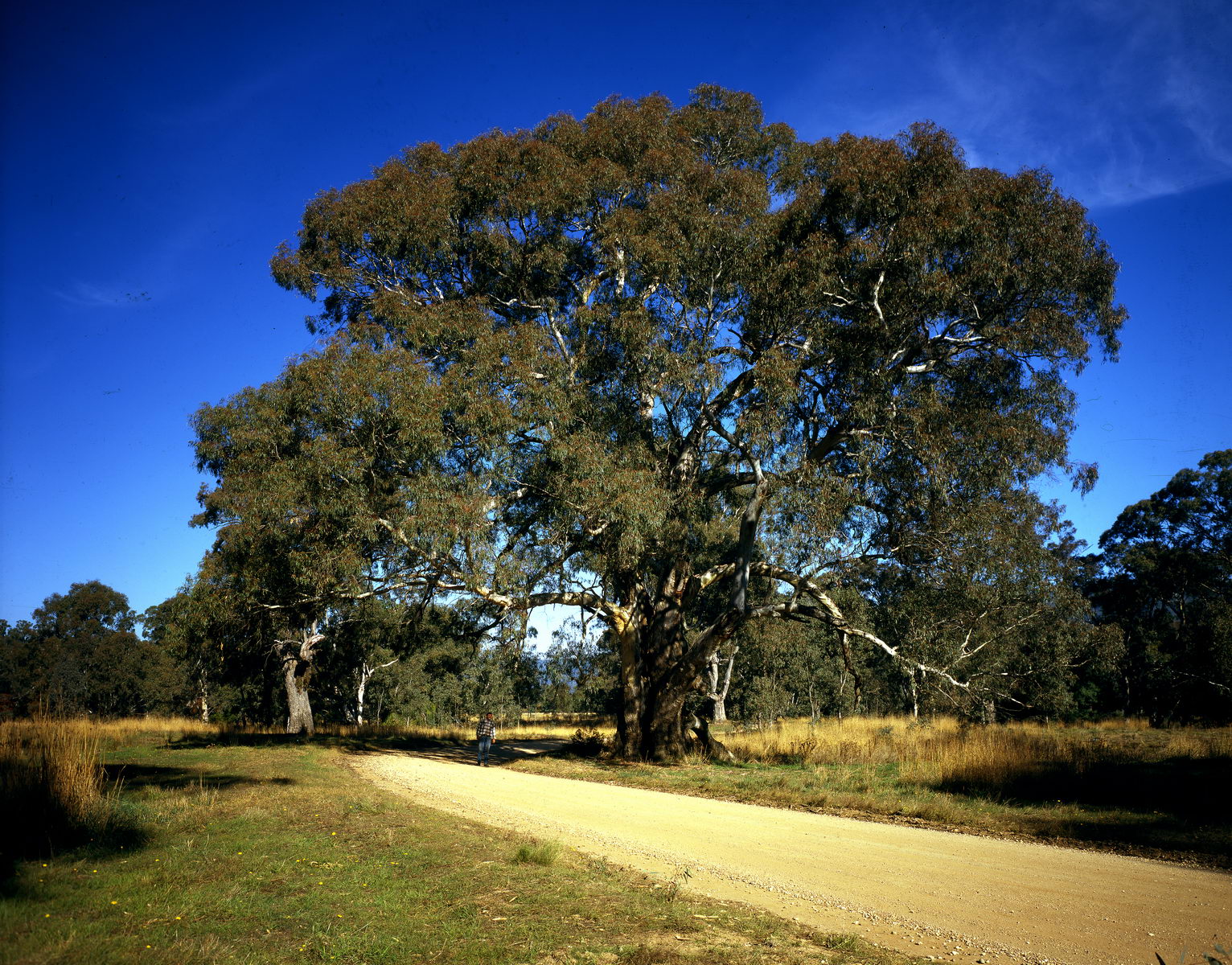 Eucalyptus à Kilmore, Australie
