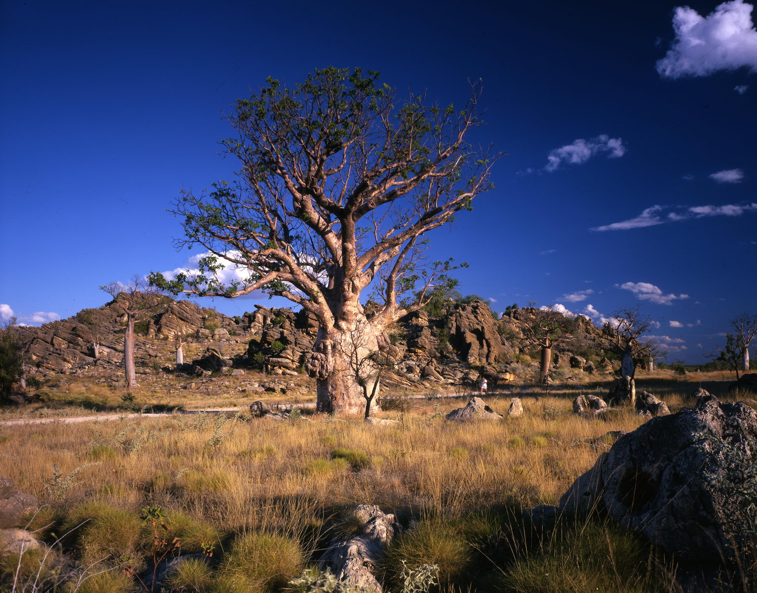 baobabs dans le kimberley, Australie