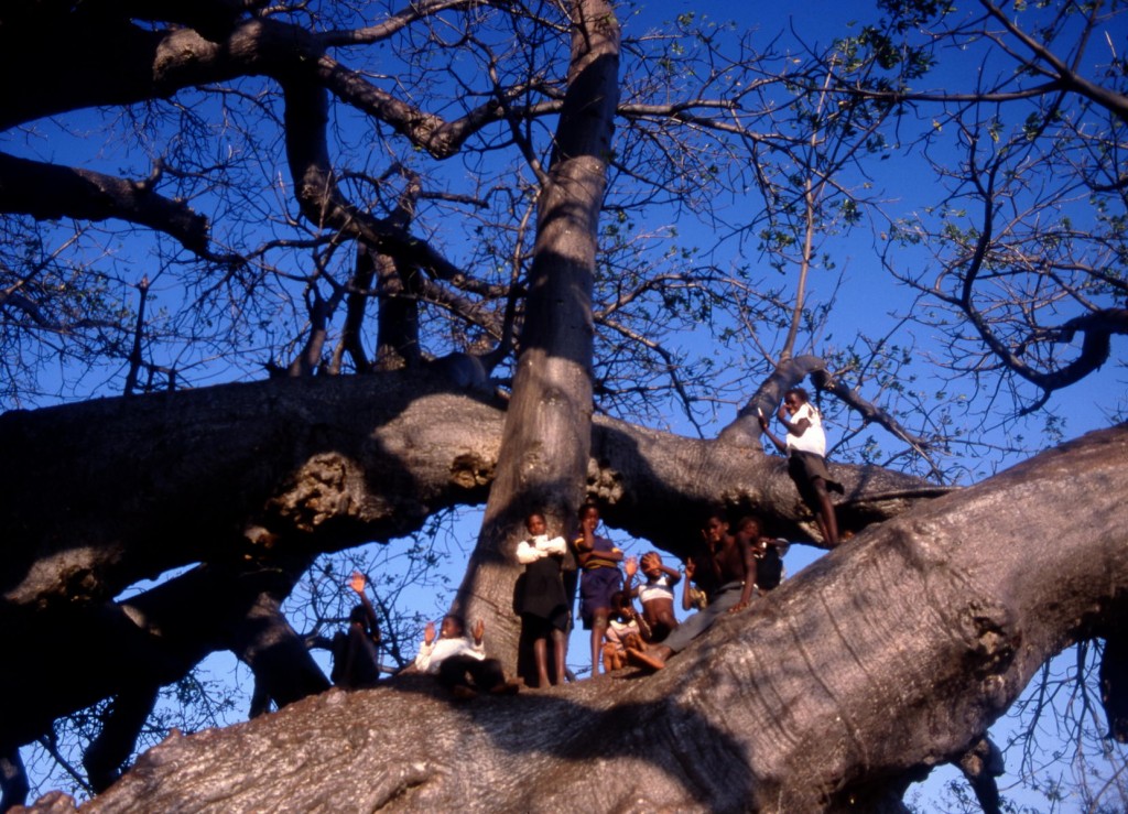Baobab de Sagole et les enfants, Afrique du Sud