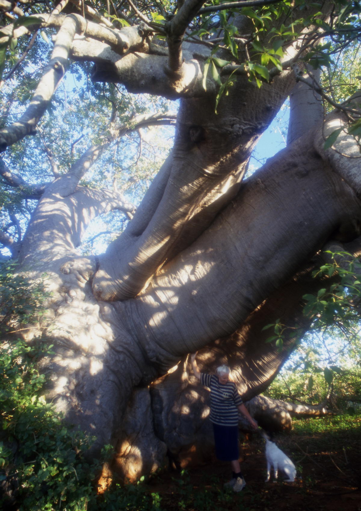 baobab de Duiwelskloof, Afrique du Sud