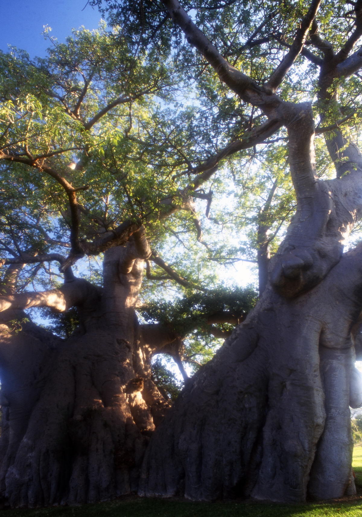 baobab platland Afrique du Sud