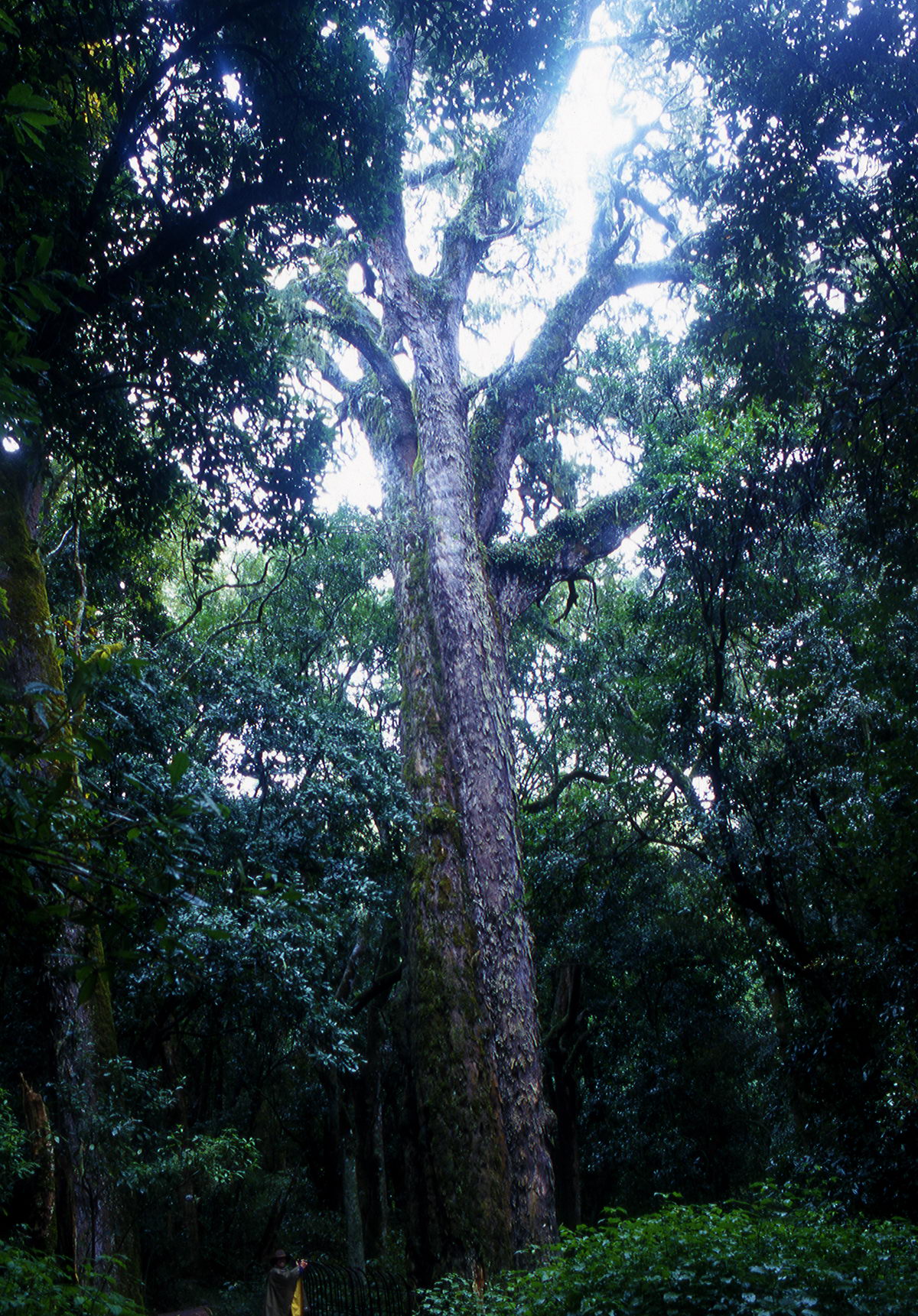 podocarpus Letaba Afrique du Sud